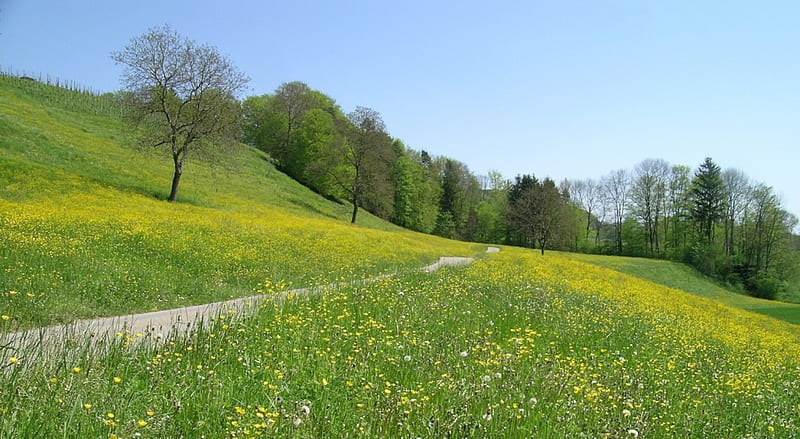 Spring Meadow, blue sky, wild flowers, trees, meadow, HD wallpaper