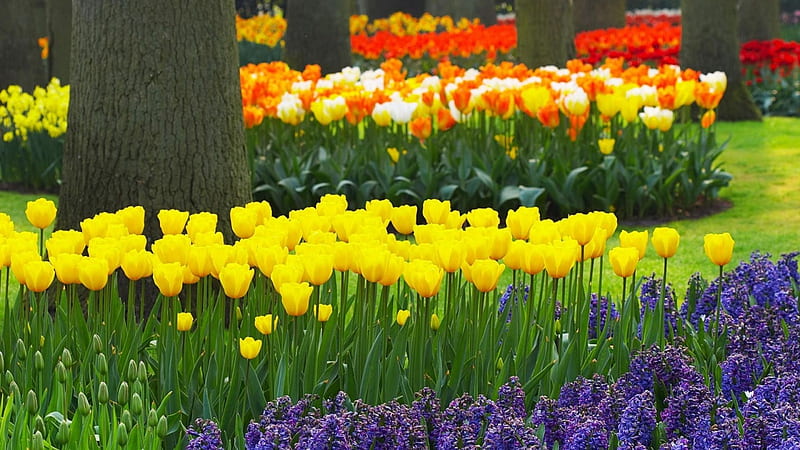 Keukenhof Garden, netherlands, colors, spring, park, tulips, HD wallpaper
