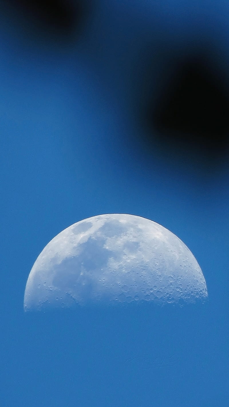 The moon, fl, leaves, moon, moonbetweentheleaves, orlandofl, HD phone wallpaper
