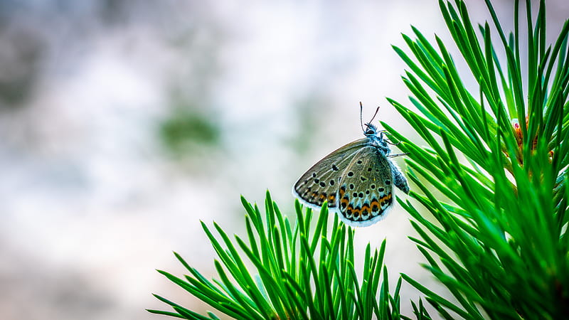 butterfly, insect, macro, spruce, branch, needles, HD wallpaper