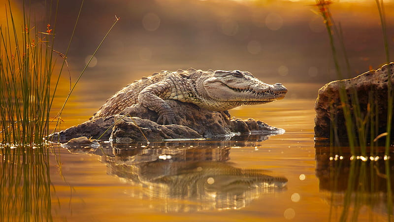Animal Crocodile Holding In Rock Between Lake With Blur Background Animals, HD wallpaper