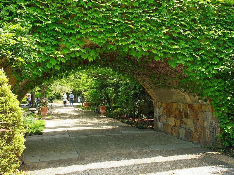 Green leafy vines of the stone wall- Japanese garden art landscape, HD wallpaper