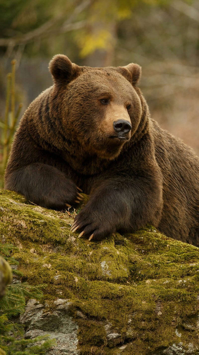 Orso Bruno, bears, icio, HD phone wallpaper