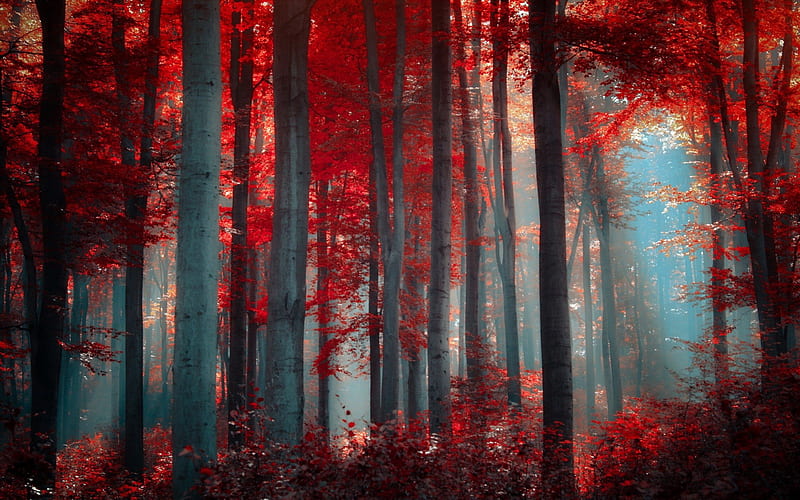Red Autumn Forest high definition, nice, multicolor, beauty, sunrise, forests, wood, trees, panorama, cool, sunshine, landscape, red, colorful, scenic, autumn, gray, woods, sunny, bonito, seasons, trunks graphy, leaves, scrub, grove, scenery, beije amazing, view, colors, leaf, plants, branches, scene, HD wallpaper