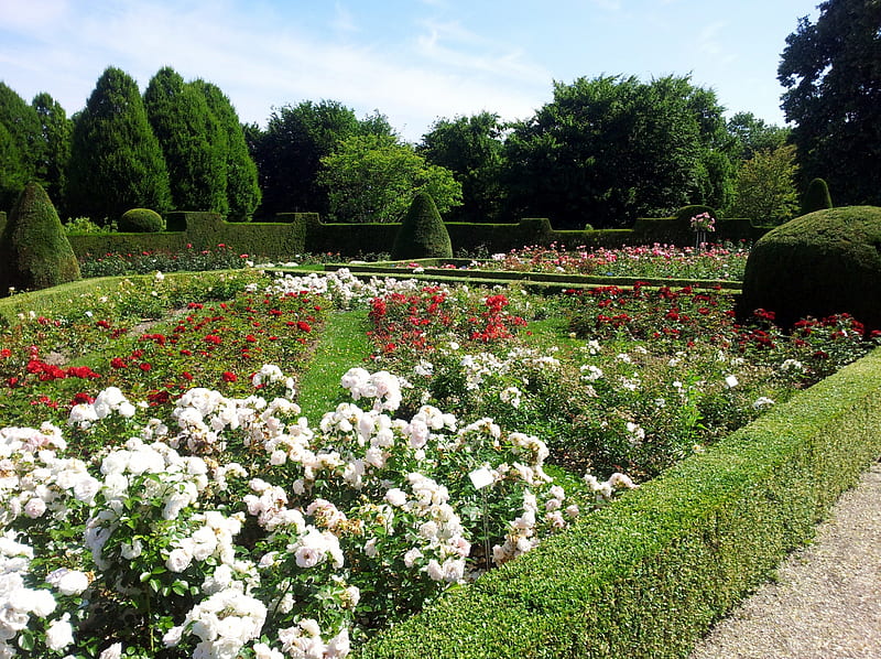 A walk in the park, garden, flowers, walk, white, HD wallpaper | Peakpx