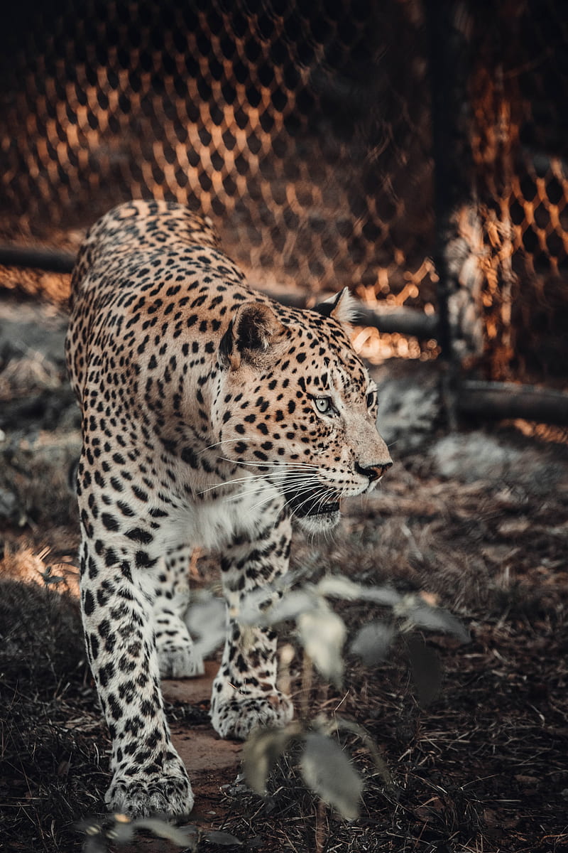Leopard Walking on Brown Soil, HD phone wallpaper