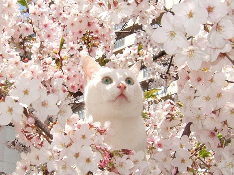 Spring wonder, sakura, cat, animal, tree, blossom, flower, white, pink, pisica, HD wallpaper
