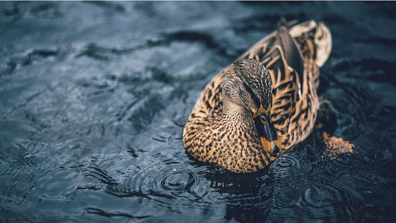 Mallard Duck Swimming Across A Pond, HD wallpaper