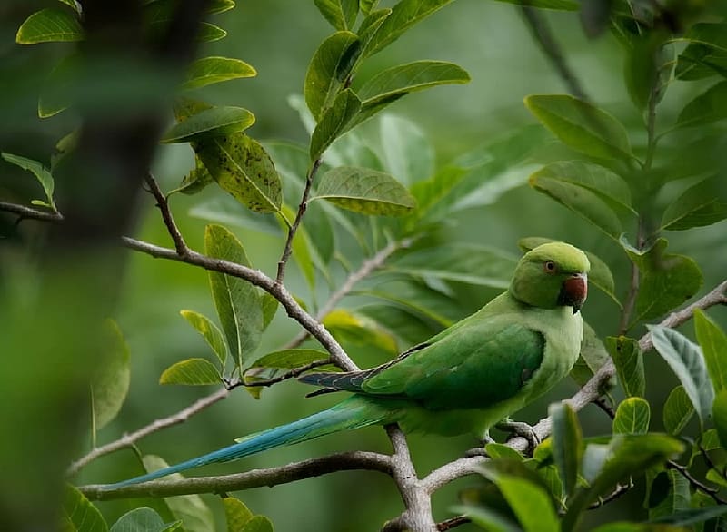 Parakeet, Birds, Green, Ornithology, Animas, Zoology, HD wallpaper