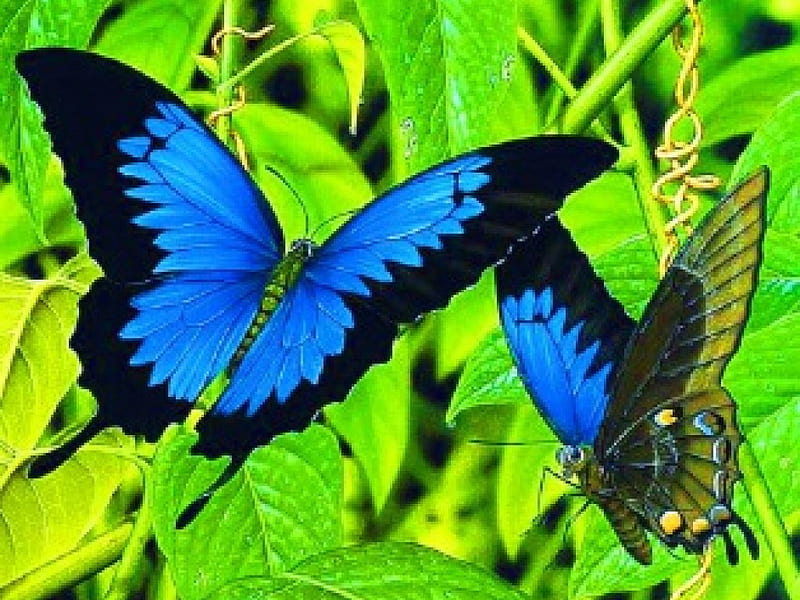 Morpho duet, morpho, green, black, beauty, butterflies, pair, blue, HD wallpaper