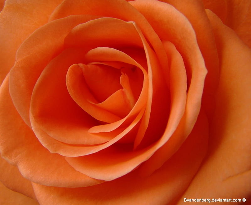 Rose Ria, Flower, Nature, Rose, Orange, Hd Wallpaper 