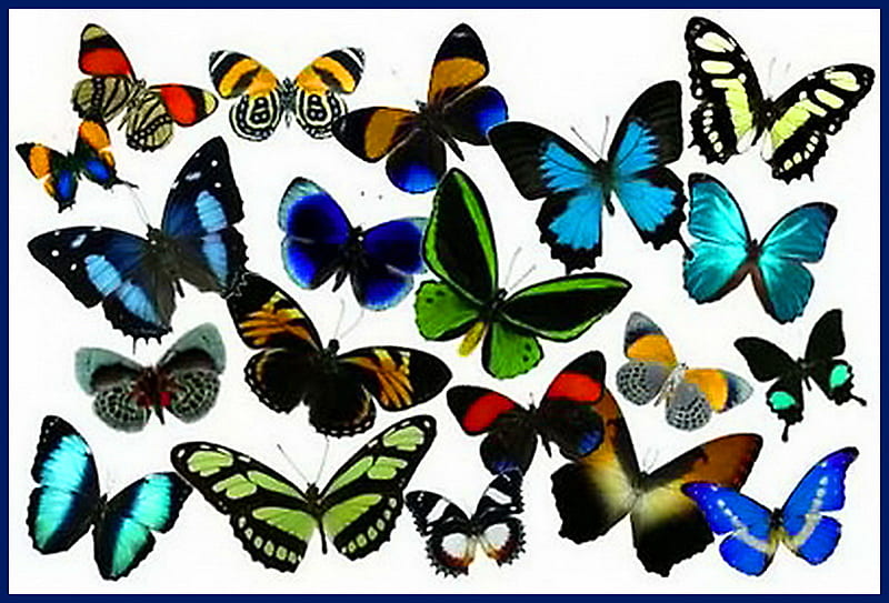 Swallowtails, red, variety, orange, colors, yellow, butterflies, green, blue, HD wallpaper