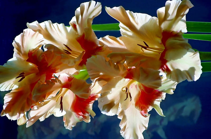 Gladiolus, bonito, Nature, Flower, HD wallpaper