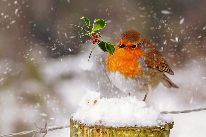 Christmas robin, Christmas, cute, bird, robin, berries, snow, holly, winter, HD wallpaper