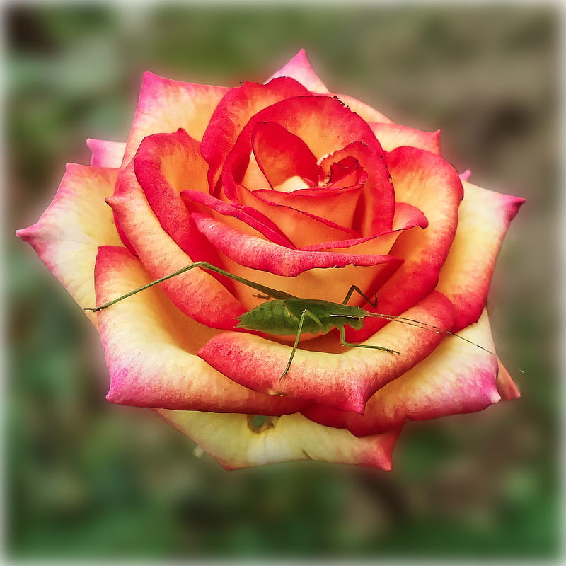 Red rose flower, HD phone wallpaper | Peakpx