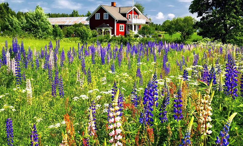 Farmhouse in Sweden, pretty, Sweden, house, grass, bonito, freshness, lupine, countryside, farm, farmhouse, wildflowers, summer, flowers, field, meadow, HD wallpaper