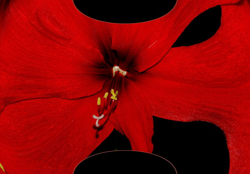 Amaryllis Dorest Fractal, amaryllis, fractal, flower, nature, digital art, HD wallpaper