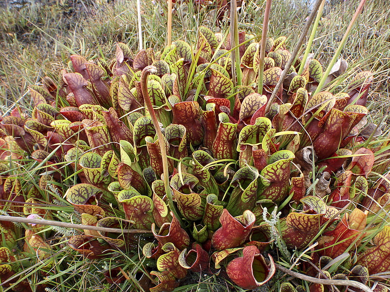 Pitcher Plants with a Taste for Salamanders?, Carnivorous Plant, HD wallpaper