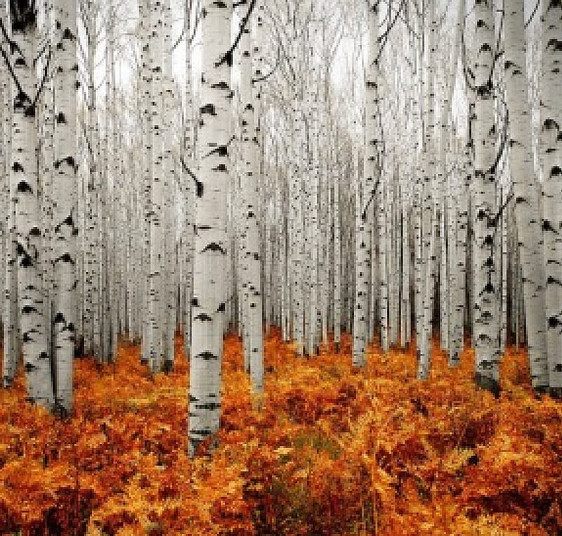 Birch Trees in Autumn, forest, orange color, white trees, Fall leaves, HD wallpaper