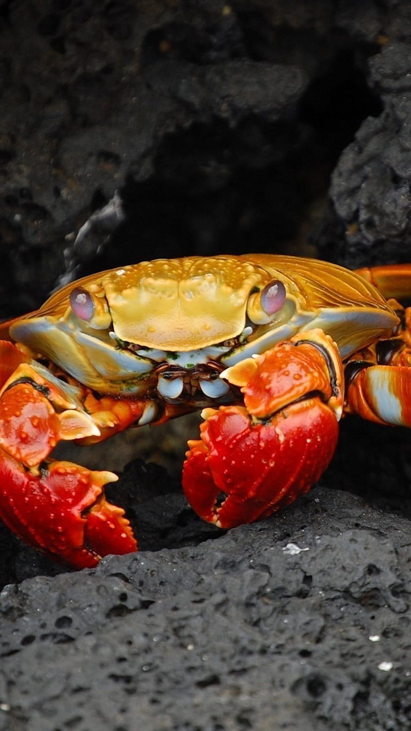 Baby crab on sand, bocas HD wallpaper | Wallpaper Flare