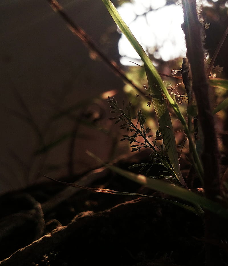 Plant, tree, spring, branch, soil, nature, bonito, sun, sunset, love