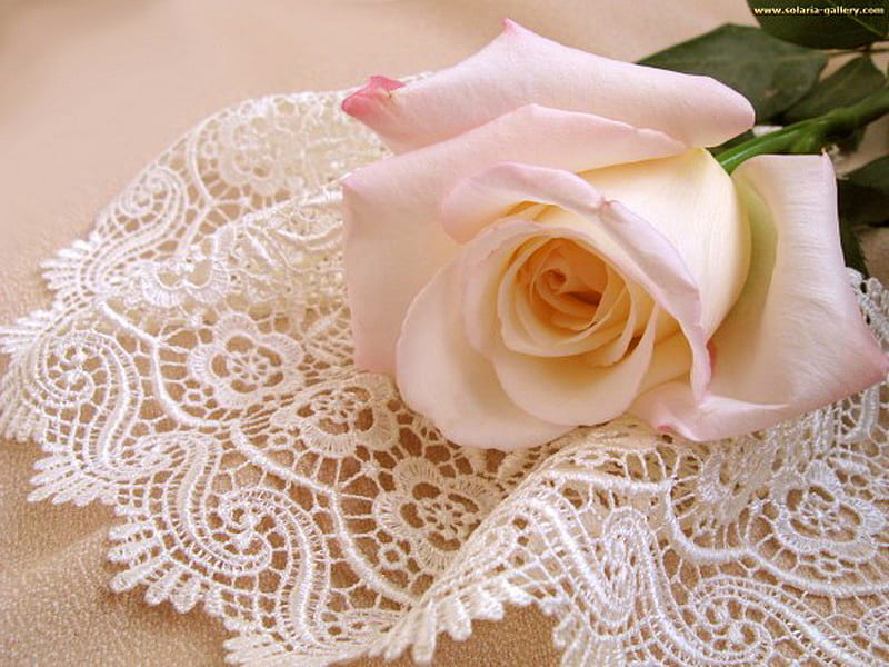 Touch of lace, leaves, rose, dlicate, lace, flower, pink and white, HD wallpaper