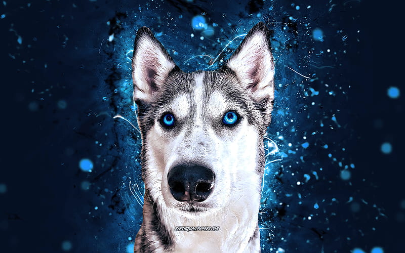 HD abstract dog wallpapers | Peakpx