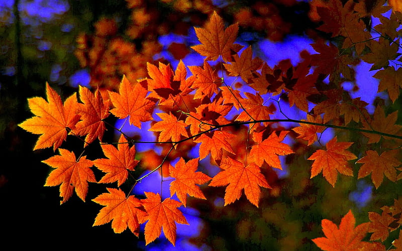 MAPLE LEAVES, forest, autumn, leaves, maple, sky, branch, HD wallpaper