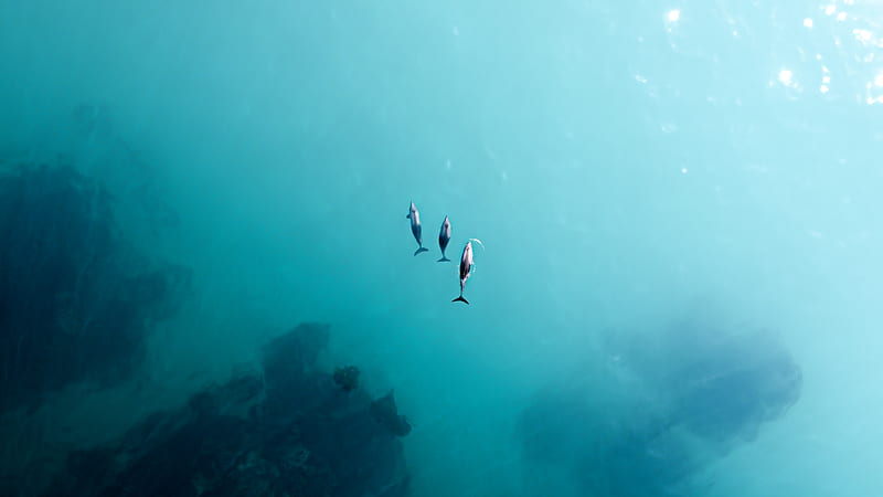 2 person in black wet suit diving on water, HD wallpaper