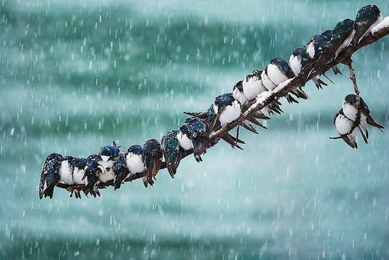 Cuddled together for warmth, cute, warmth, snow, line, birds, branch, cuddled, HD wallpaper