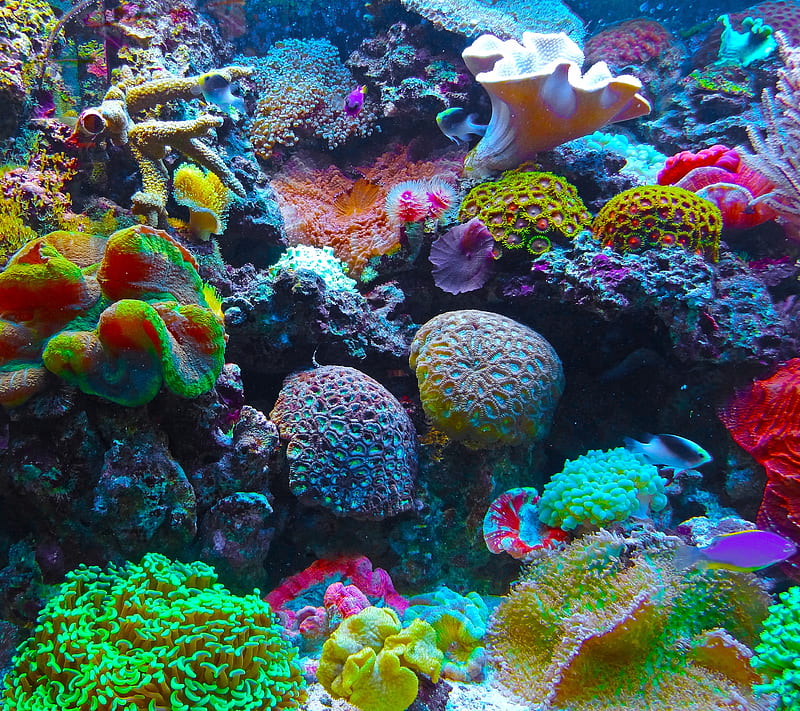 Rainbow Coral, nature, neon, ocean, sea, HD wallpaper