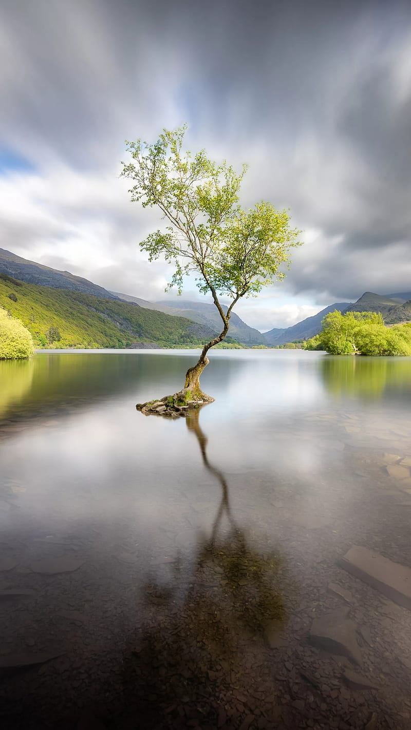 Lonely tree, nature, lake, water, singel, HD phone wallpaper