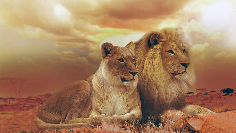Lion and Lioness, lions, animals, predator, HD wallpaper