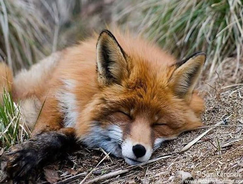 Sleeping fox, Cute, Fox, Animal, graphy, Sleeping, HD wallpaper