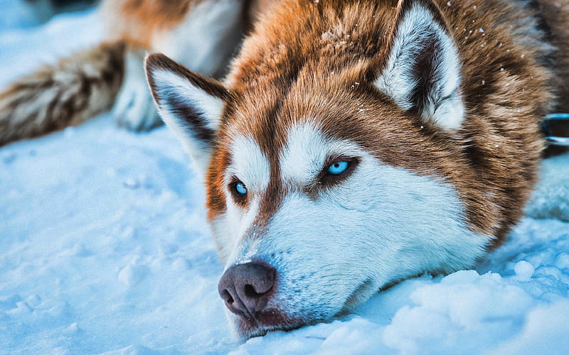 Brown Husky R, pets, winter, cute animals, Siberian Husky, dog with blue eyes, Husky, dogs, HD wallpaper