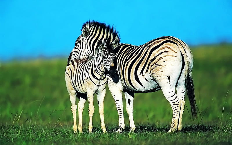 Intimate mother zebra, HD wallpaper