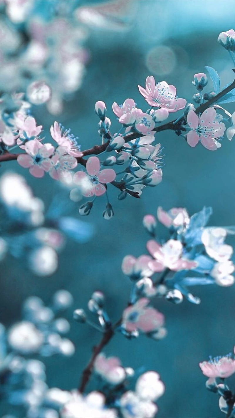 720p Free Download Cherry Blossom Blossoms Blue Cute Flowers