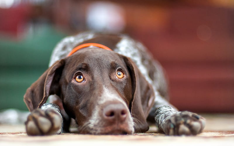 German Shorthaired Pointer, close-up, pets, dogs, cute animals, German Shorthaired Pointer Dog, HD wallpaper