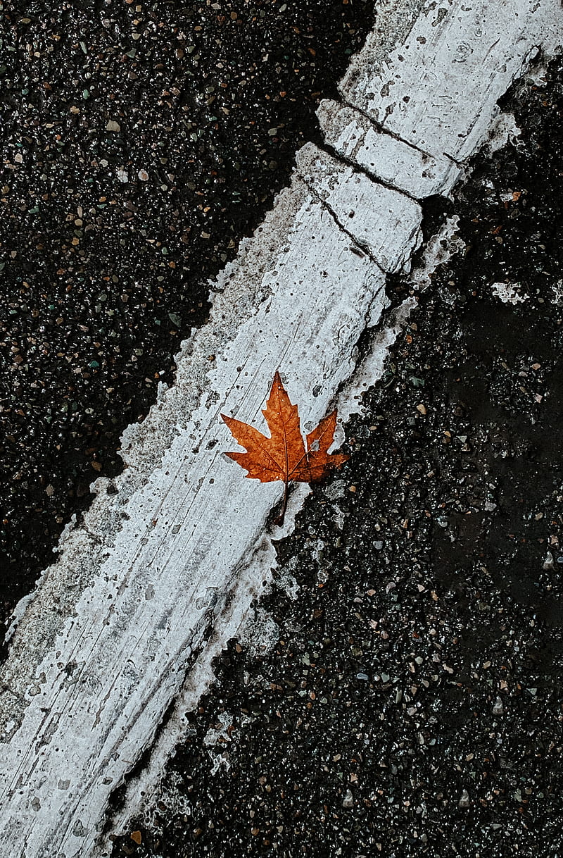 asphalt, leaf, maple, marking, road, HD phone wallpaper
