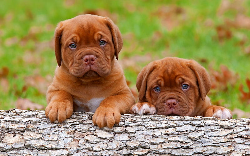 Bordeaux mastiff, puppies, pets, cute animals, Dogue de Bordeaux, dogs, French mastiff, HD wallpaper