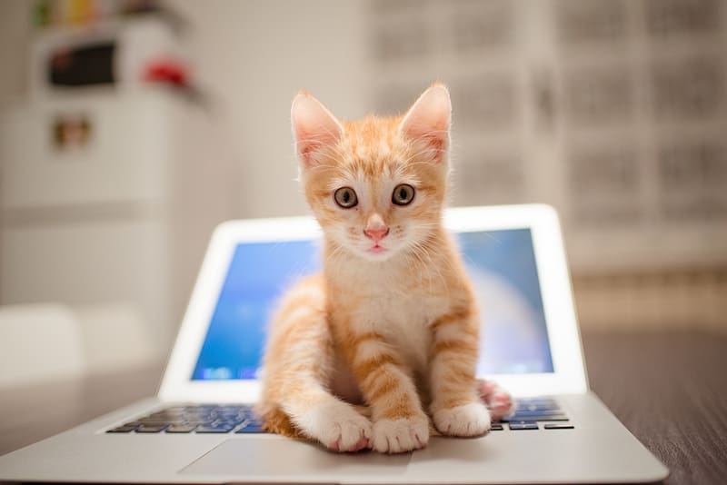 Cats, Cat, Kitten, Animal, Laptop, Baby Animal, HD wallpaper