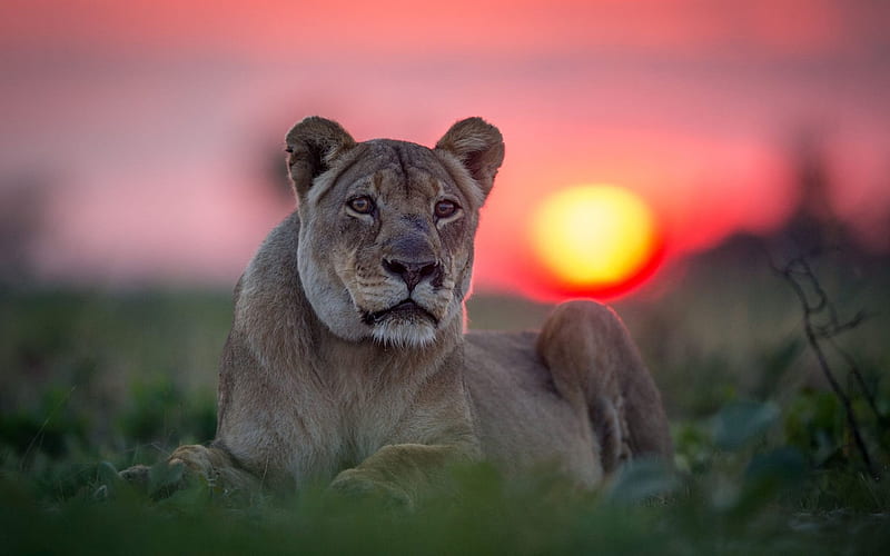 lioness, sunrise, muzzle, wildlife, predators, Africa, HD wallpaper