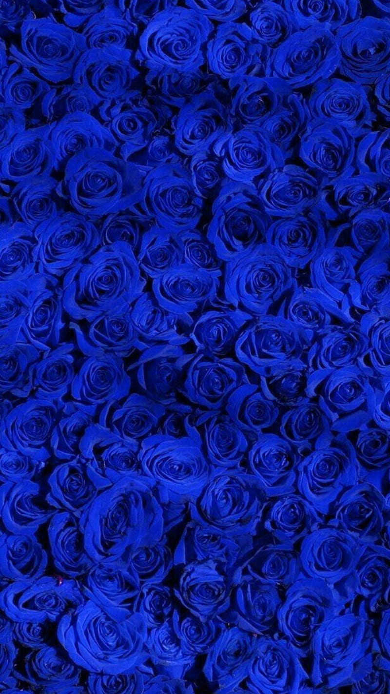 Blues rose, bonito, blue, blueroses, bouquet, flower, nature, plant,  royalblue, HD phone wallpaper | Peakpx