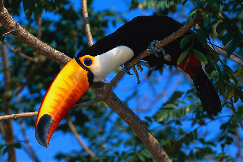 Toucans Wildlife Birds, toucans, birds, forest, HD wallpaper