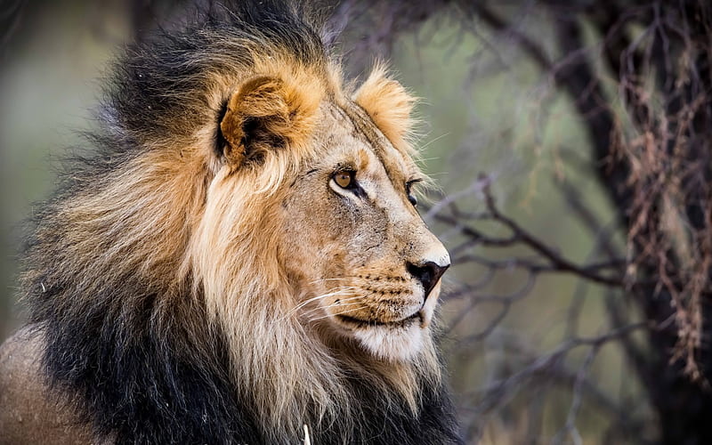 lion, predator, evening, wildlife, Africa, old lion, HD wallpaper