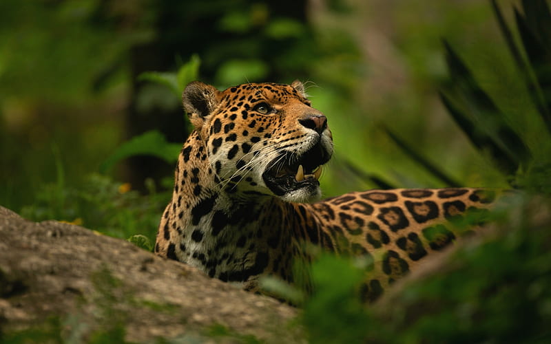 jaguar, jungle, wild cat, wildlife, predator, HD wallpaper