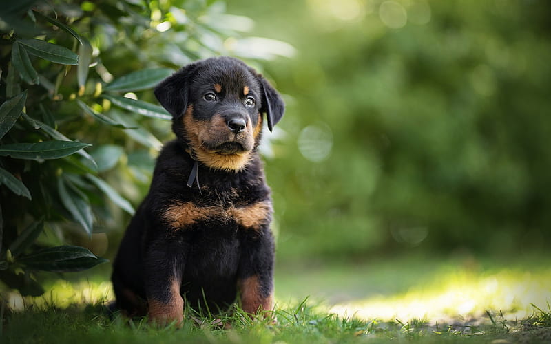 French Shepherd Dog, Beauceron, black puppy, cute little animals, black dog, green grass, puppy, HD wallpaper