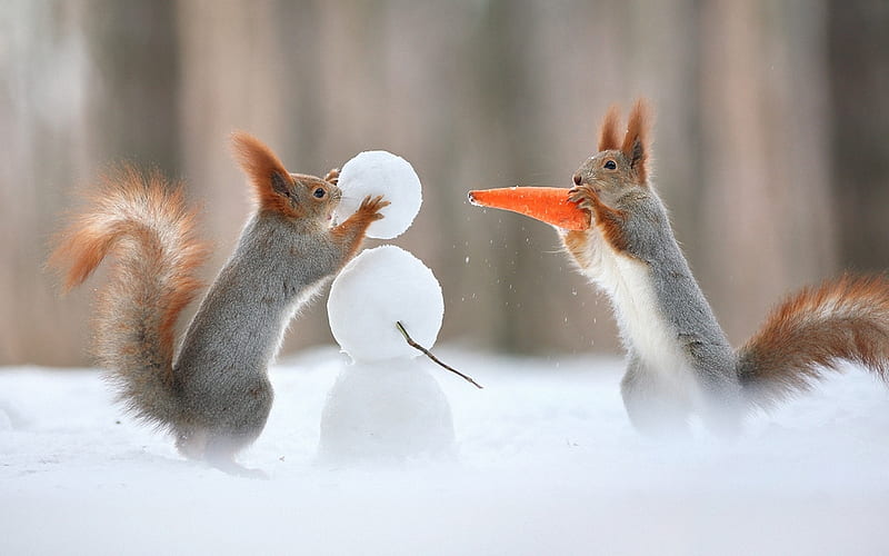 The Snowman, funny, snow, winter, squirrels, HD wallpaper