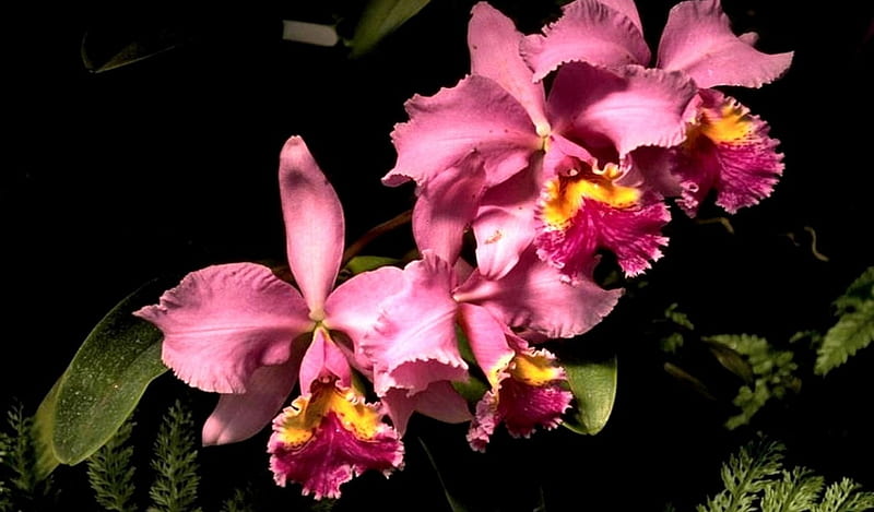 4 Pink Orchids F, romance, floral, still life, graphy, orchid, love, wide screen, flower, beauty, HD wallpaper