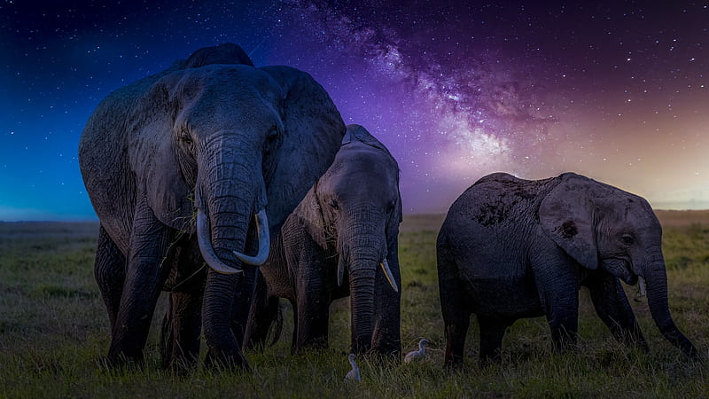 Animal, Elephant, Wildlife, HD wallpaper